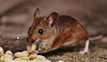 24 Hour & Emergency Exterminators in West Kennebunk, ME